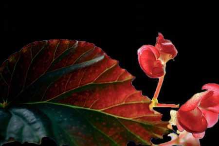 竹节海棠枝分公母吗