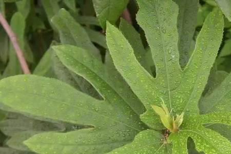霸王花跟五指毛桃哪个好