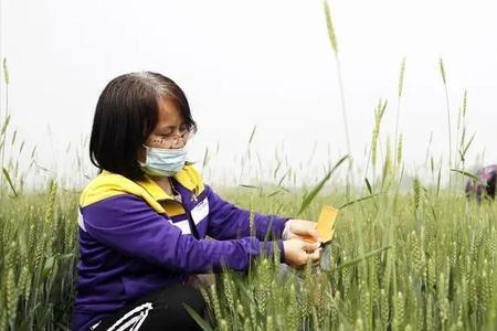 煮熟的小麦算不算初级农产品