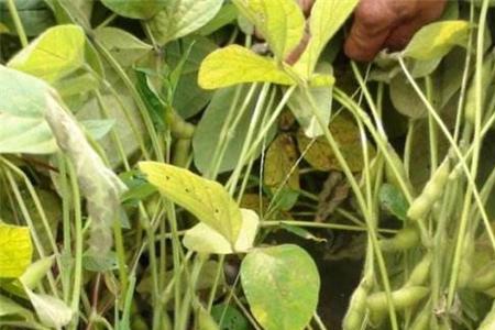 毛白豆种植方法