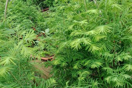 水杉树可以栽在屋后吗