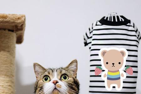 猫镜是什么服装品牌