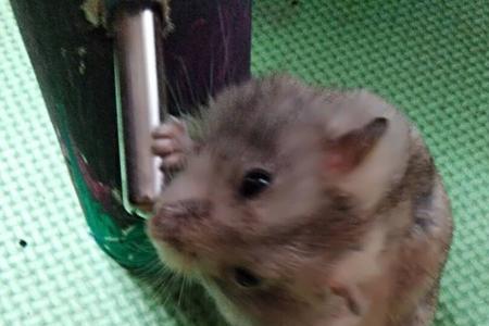 仓鼠长期关在纸箱子里会闷死吗