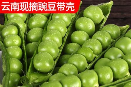 豆角豆荚容易脱怎么办