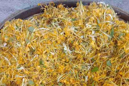 一千克金银花炼多少精油