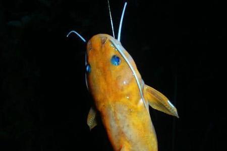钓胡子鱼的最好方法