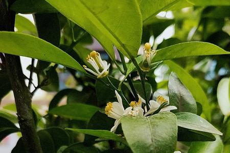 桔子什么时候发芽开花结果