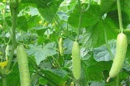 黄瓜留种需要多少时间