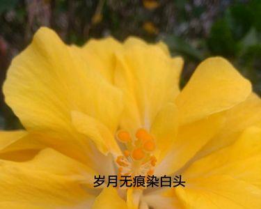 不惧岁月染白头谁写