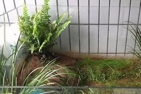 养龟怎么选生态缸