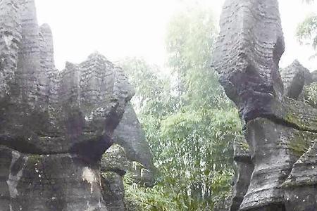 宜宾竹石林门票多少