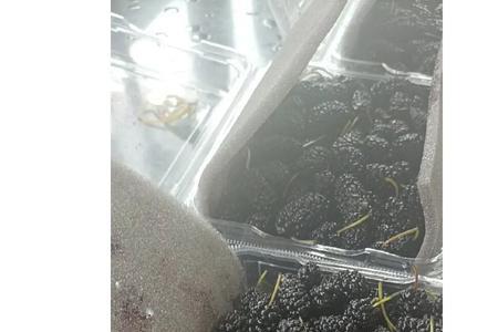 桑葚发酵酒多久可以去渣