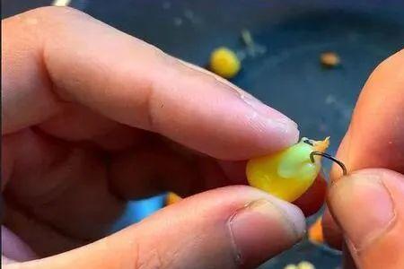 伊势尼5号钩挂玉米正确挂法