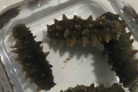 南非海参泡发方法
