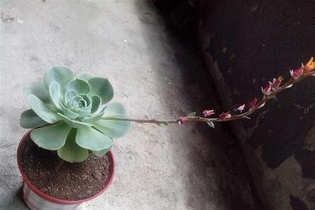石莲花怎么修剪