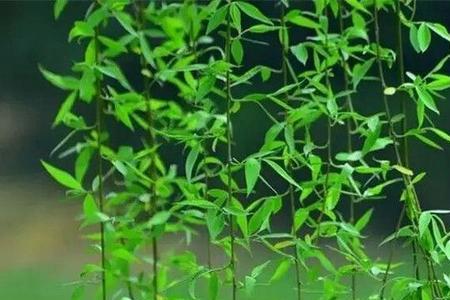 描写植物的宋词