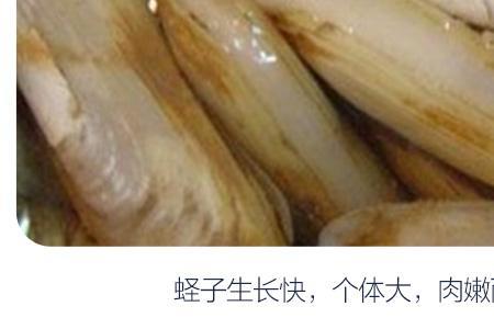 竹节蛏和小人仙的区别