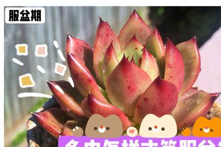 口红多肉多久才能服盆