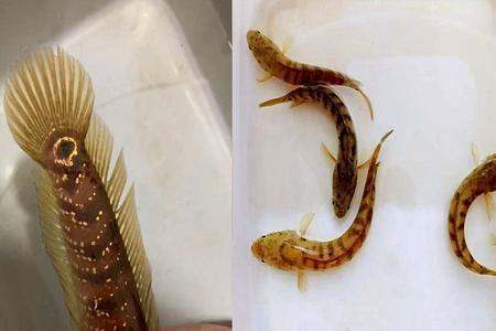 变异七星鱼正常吗