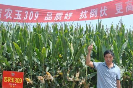凤田100玉米种子品种介绍′