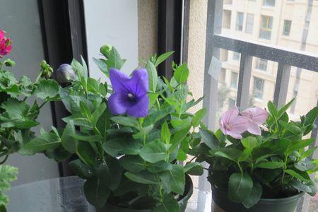 加仑盆养殖兰花合适吗