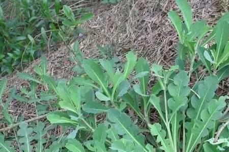 野苦菜和种植苦菜的区别