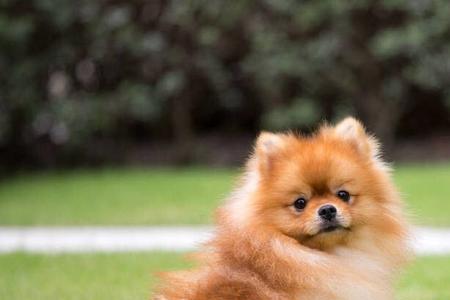 博纳犬的优缺点