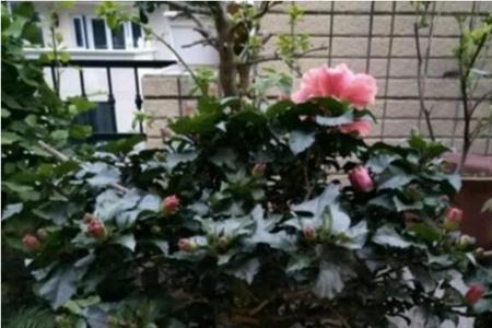朱槿牡丹掉骨朵黄叶怎么回事