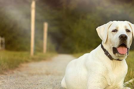 什么犬最大还听话