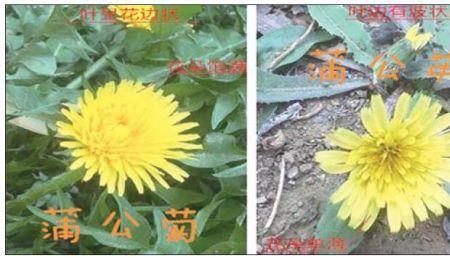 蒲公英与蒲公菊区别
