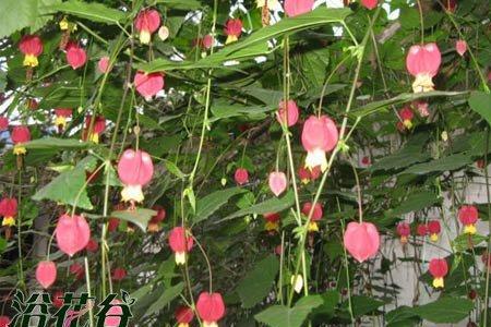 蔓性风铃花适合在北方养吗