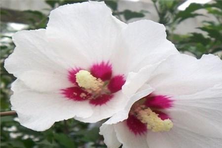 木槿怎么催花