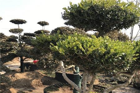 地景黄杨秋末移栽栽深还是浅