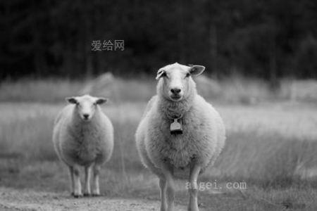 两只羊什么意思