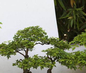 盆景用围盆材料