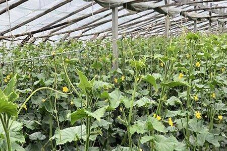湖南黄瓜种植时间