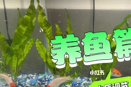 自来水加水质稳定剂多久放鱼