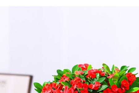 虎刺梅十月份开花吗