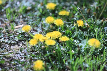 类似蒲公英飞絮的植物