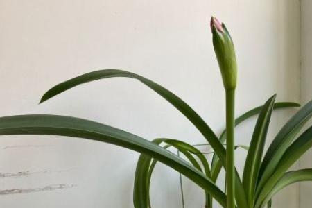 叶子很长的朱顶红叫什么