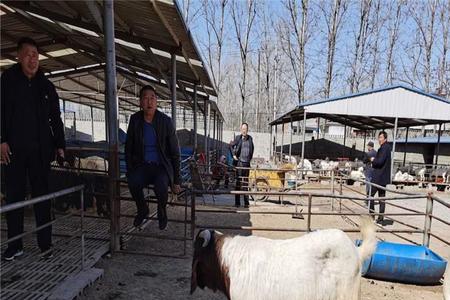 养波尔山羊怎么用青贮饲料