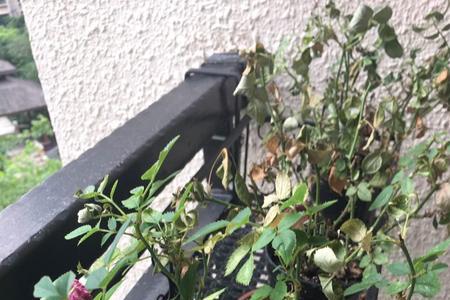 玫瑰枯萎的时候该怎么收场意思