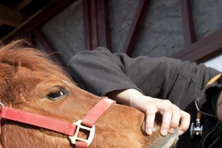 horse和homework中的or发音相同吗