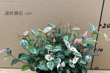 彩叶络石吊兰的养护
