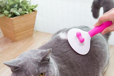 猫可以一天都在猫包里面吗