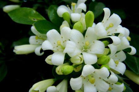九里香好还是茉莉花好