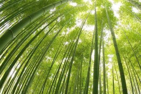 入林万竿斜全诗