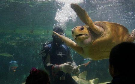 大梅沙海洋世界海洋馆门票