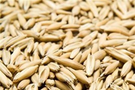 燕麦是否可以用来饲料
