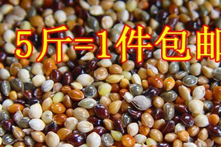什么鸟食能让鸟羽毛颜色